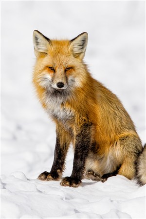 雪地上寒冷的狐狸野生动物图片