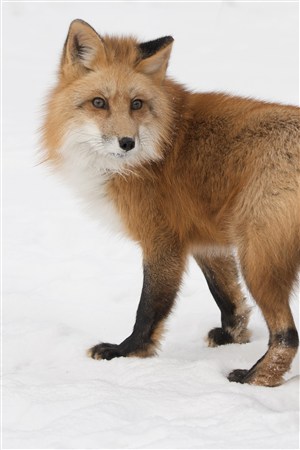 雪地里回头的狐狸野生动物图片