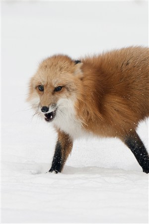 高清呲牙的狐狸野生动物图片