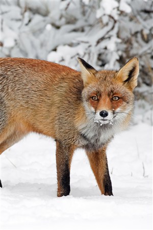 吃雪的狐狸野生动物图片