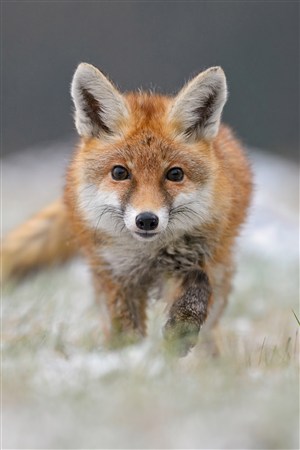 奔跑的狐狸野生动物图片