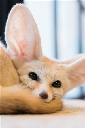 大耳朵萌萌的小狐狸野生动物图片
