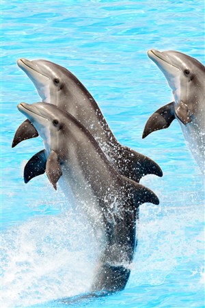 三头跳跃起的海豚海洋动物图片