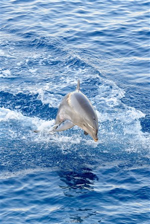 海面上游泳的海豚海洋动物图片