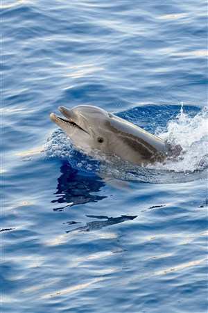 海面高歌的海豚海洋动物图片