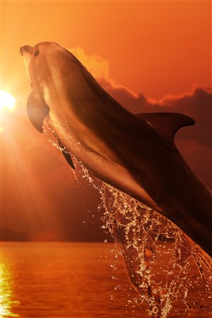夕阳下的海豚海洋动物图片
