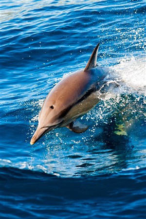 跃出海面的海豚海洋动物图片