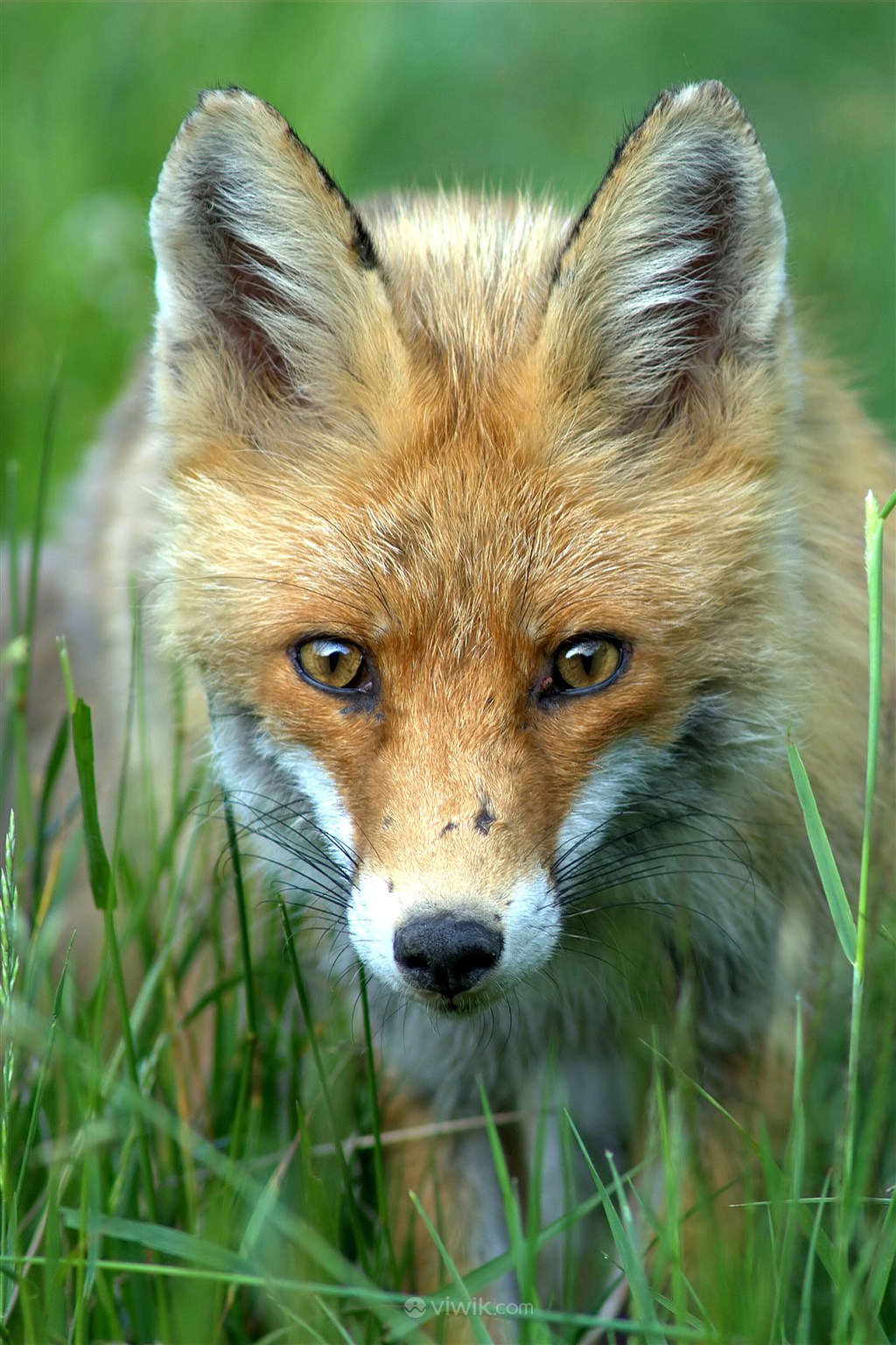 草地上的狐狸野生动物图片