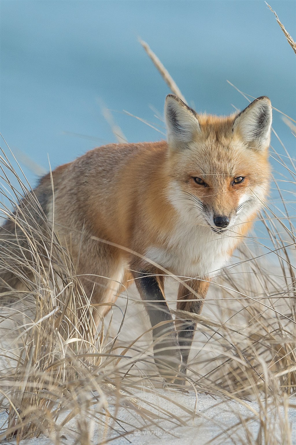 高清狐狸野生动物图片
