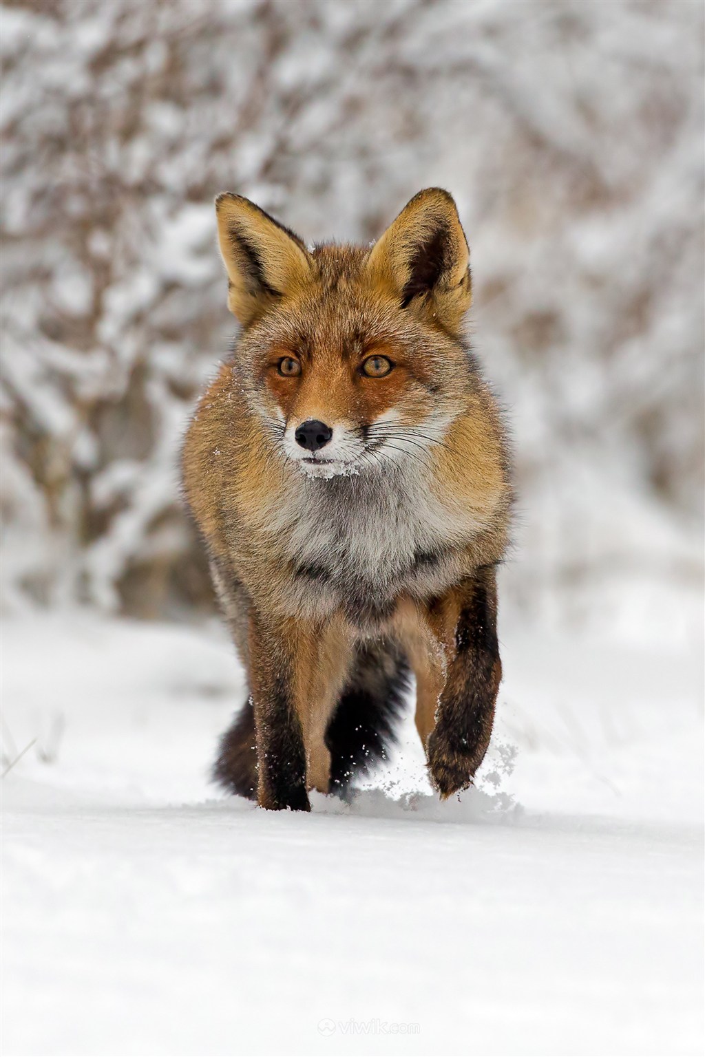 雪天寻找食物的狐狸野生动物图片