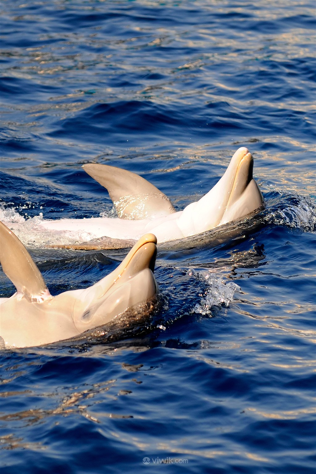 高清仰泳的海豚海洋动物图片