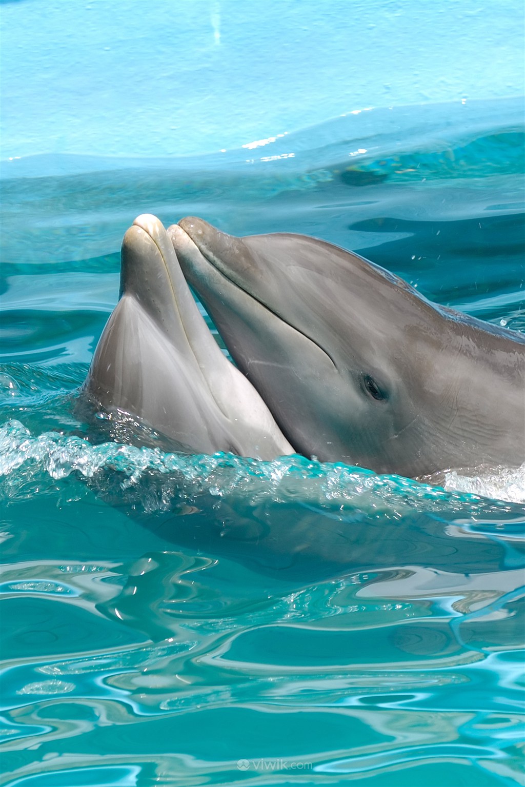 两头亲嘴的海豚海洋动物图片