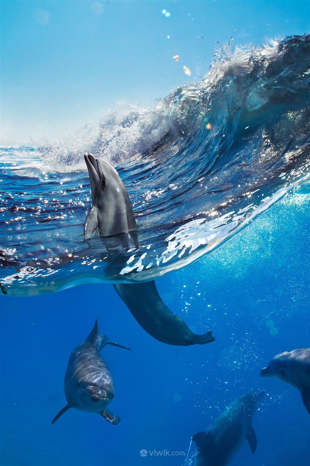 海水里的群体海豚海洋动物图片