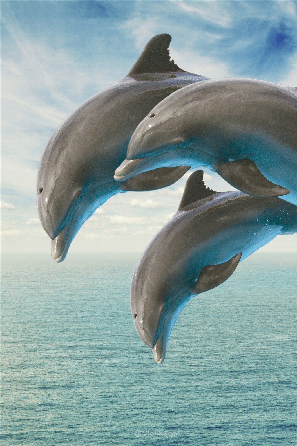 高清海豚海洋动物图片