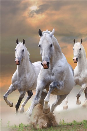 三头奔跑的白色骏马野生动物图片