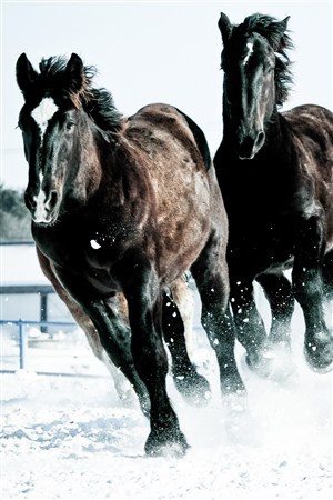 马场奔跑的黑色骏马野生动物图片