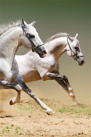 黄土上奔跑的白色骏马野生动物图片