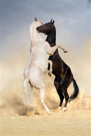 拥抱的白马与黑骏马野生动物图片