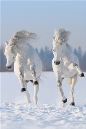 雪地上雪白的骏马野生动物图片