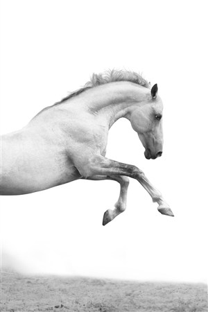黑白色跳跃的骏马野生动物图片