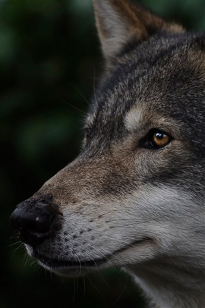 近景特写狼野生动物图片