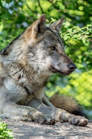 趴在地上的狼野生动物图片