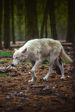 白色豺狼野生动物图片
