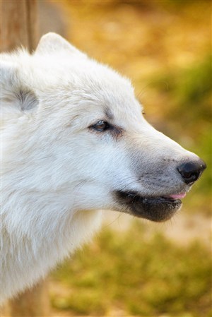 白色可爱的狼野生动物图片