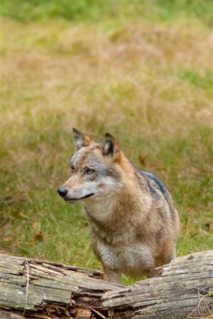 草原观望的狼野生动物图片