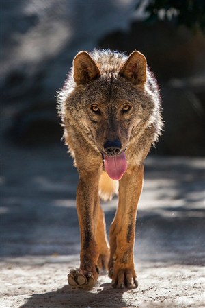 吐舌头凶残的狼野生动物图片