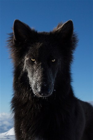 蓝天下黑色的狼野生动物图片