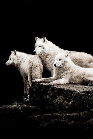 三头白色的狼野生动物图片