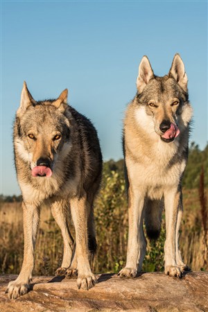 两头舔嘴的狼野生动物图片