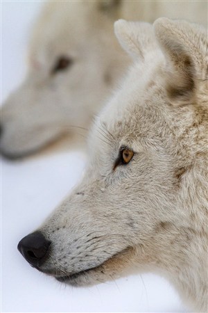 凝望愁眉苦脸的狼野生动物图片