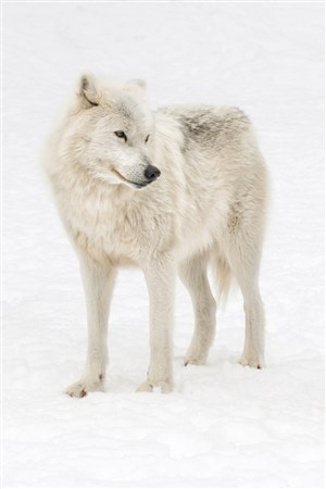 雪地里白狼野生动物图片