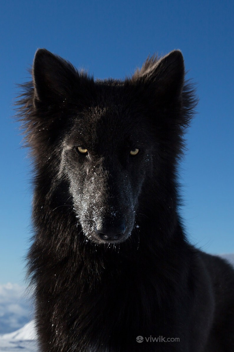 蓝天下黑色的狼野生动物图片
