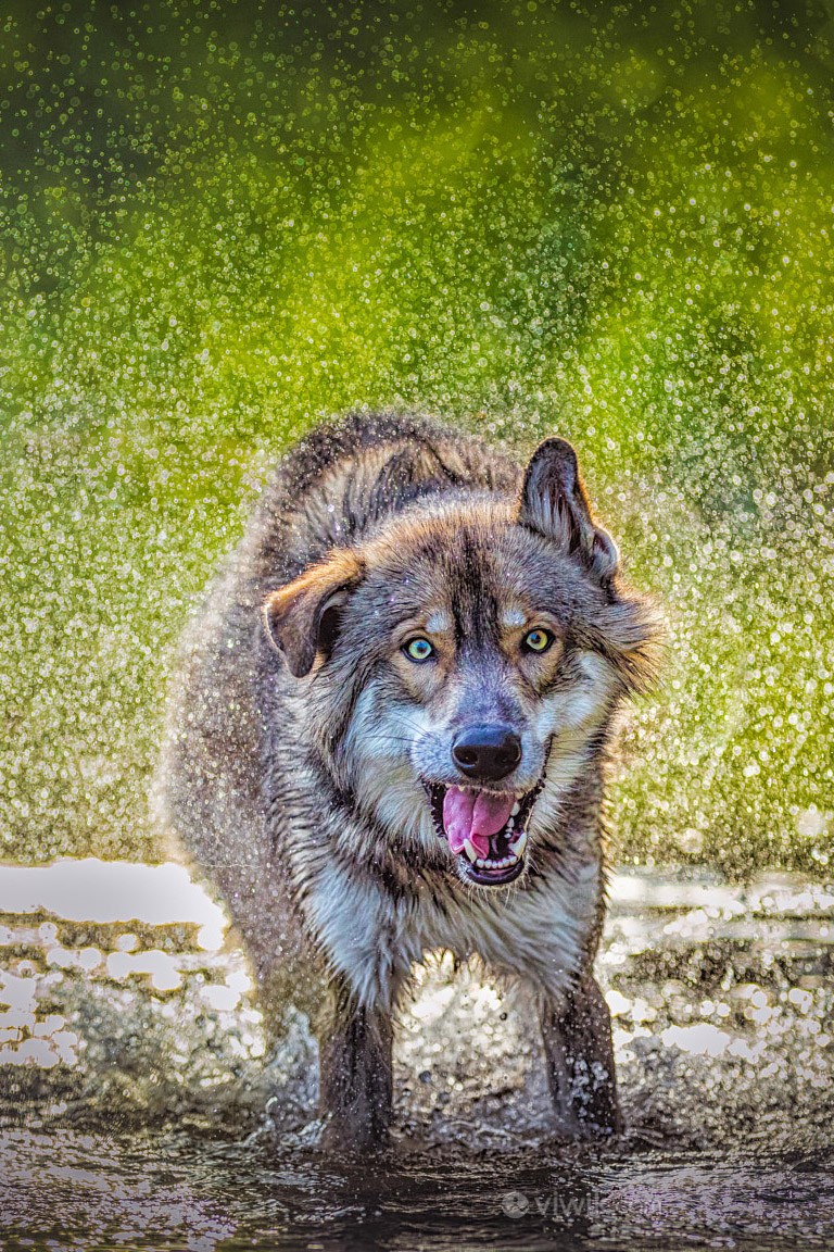 雨水里湿身的狼野生动物图片