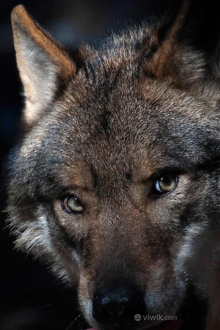 狰狞的狼野生动物图片