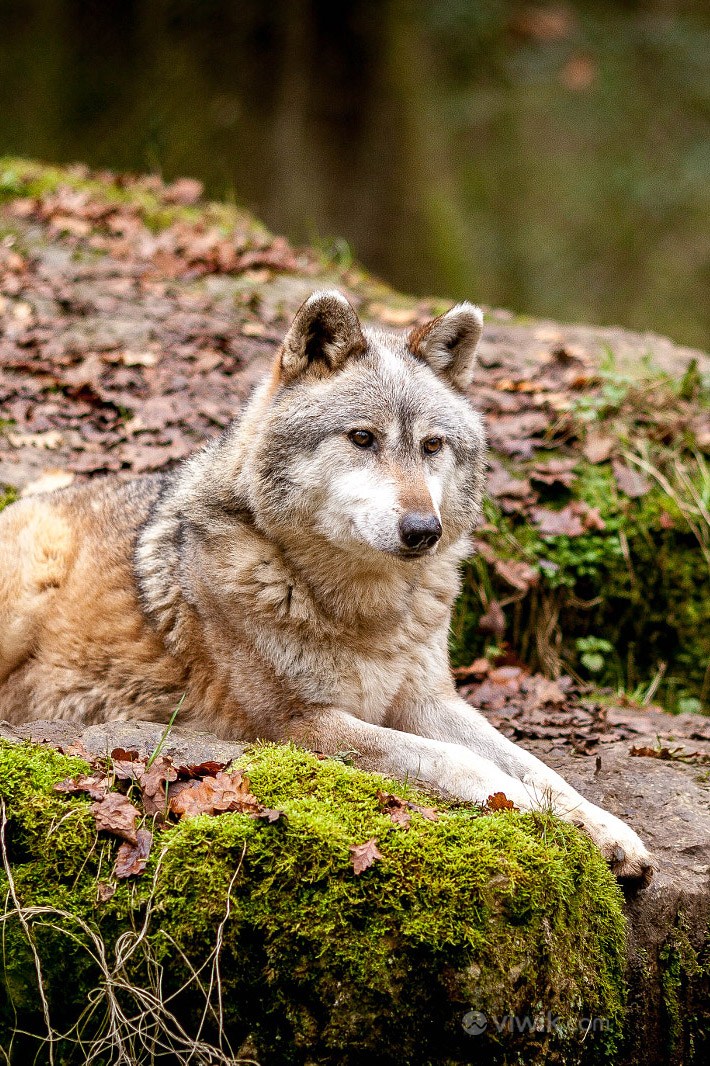 森林狼野生动物图片