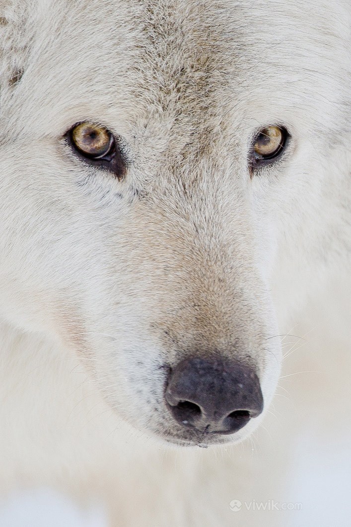 机智的白狼野生动物图片