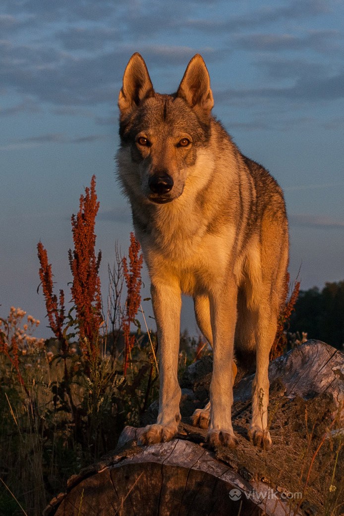 灯火照射下的狼野生动物图片