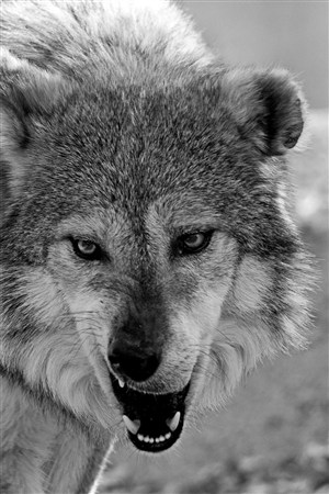 黑白照片龇牙咧嘴的狼图片大全