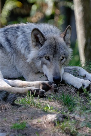 森林里趴在地上的狼图片大全