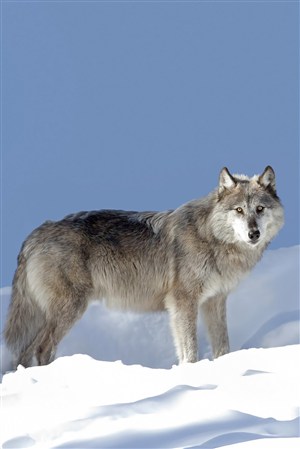 狼在雪山叫的图片图片
