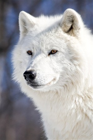 漂亮的白狼图片大全
