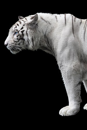 黑白照片老虎野生动物图片