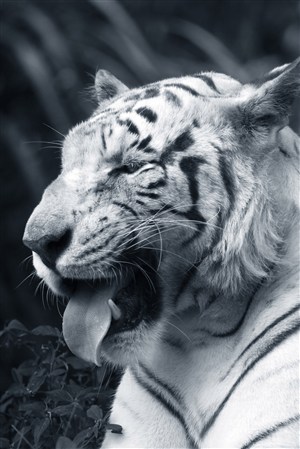 吐舌头的老虎野生动物图片