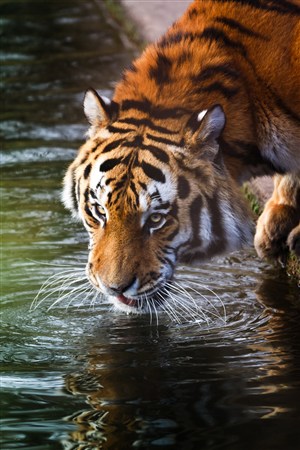 喝水的华南老虎野生动物图片