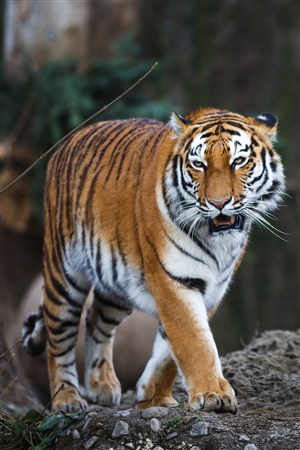 凶猛的华南老虎野生动物图片