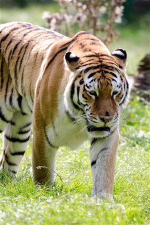 草地上的华南老虎野生动物图片